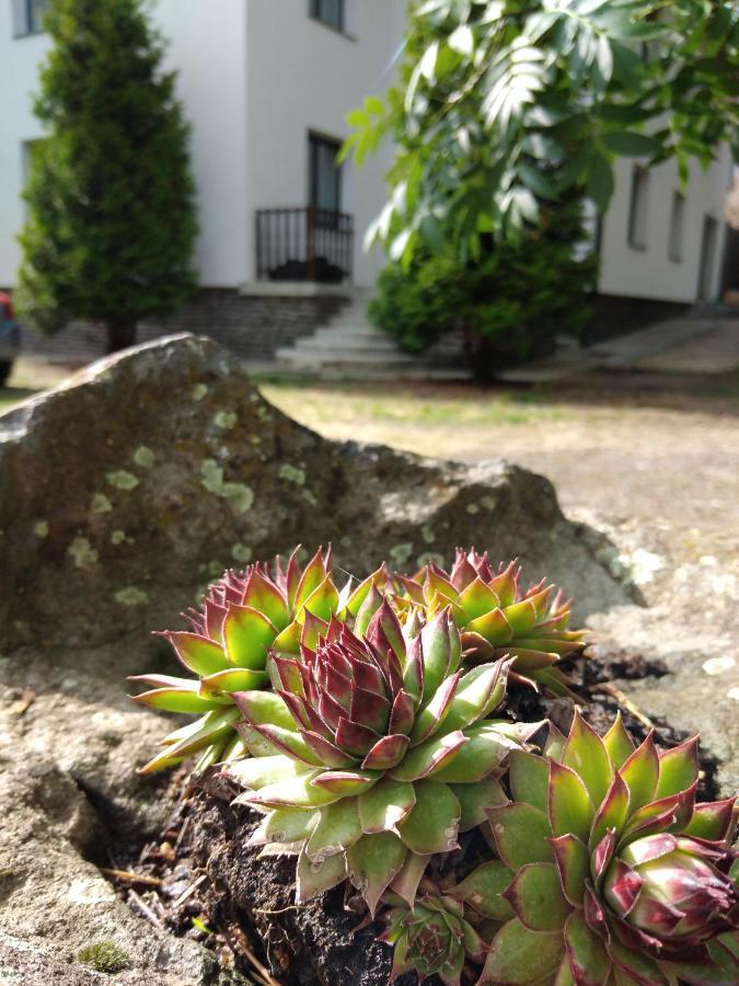 Diana Panzio Bed and Breakfast Matrafured Buitenkant foto